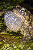 American Toad (Bufo americanus) calling, Huron Meadows Metropark, Michigan