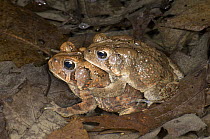 American Toad (Bufo americanus) pair in amplexus, Huron Meadows Metropark, Michigan