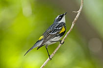 Myrtle Warbler (Setophaga coronata coronata) male, Crane Creek State Park, Ohio