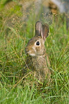 Cottontail Rabbit (Sylvilagus sp) in green grass, Connecticut