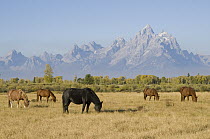 Domestic Horses (Equus caballus) grazing near the Grand Tetons, Wyoming