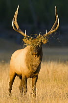 Elk (Cervus elaphus) bull with vegetation on antlers during rut, Yellowstone National Park, Wyoming