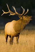 Elk (Cervus elaphus) bull bellowing, Yellowstone National Park, Wyoming