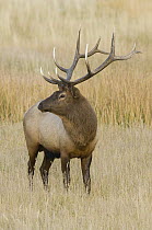 Elk (Cervus elaphus) male, Yellowstone National Park, Wyoming