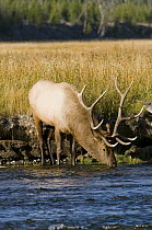 Elk (Cervus elaphus) bull drinking, Yellowstone National Pa rk, Wyoming