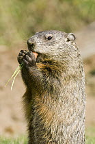 Groundhog (Marmota monax) feeding, Howell Nature Center, Michigan