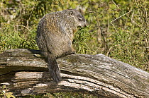 Groundhog (Marmota monax), Howell Nature Center, Michigan