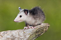Opossum (Didelphis virginiana), Howell Nature Center, Michigan
