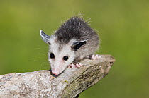 Opossum (Didelphis virginiana), Howell Nature Center, Michigan