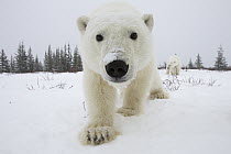 Polar Bear (Ursus maritimus) pair investigating camera, Churchill, Manitoba, Canada