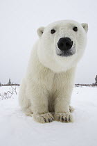 Polar Bear (Ursus maritimus), Churchill, Manitoba, Canada