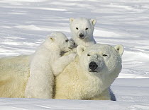 Polar Bear (Ursus maritimus) mother and three-month-old cubs, Wapusk National Park, Manitoba, Canada