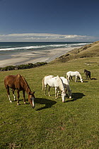 Domestic Horse (Equus caballu) herd grazing, Paterau farm, Golden Bay, New Zealand