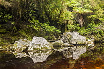 Limestone boulders reflected in Oparara River, Kahurangi National Park