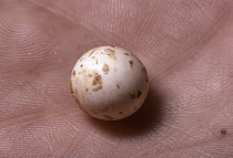 Short-beaked Echidna egg (Tachyglossus aculeatus) being held, Australia