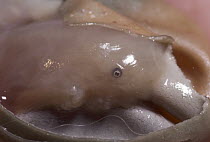 Short-beaked Echidna (Tachyglossus aculeatus) developing fetus, Australia