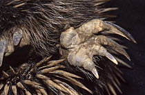 Short-beaked Echidna (Tachyglossus aculeatus) showing long second claw used for grooming, Australia