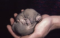 Short-beaked Echidna (Tachyglossus aculeatus) juvenile called a puggle being held, Australia