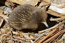 Short-beaked Echidna (Tachyglossus aculeatus) foraging for insects, Tasmania, Australia