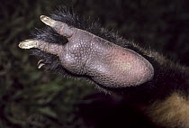 Matschie's Tree Kangaroo (Dendrolagus matschiei) paw adapted for arboreal life, Papua New Guinea