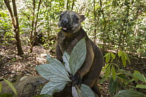 Lumholtz's Tree-Kangaroo, (Dendrolagus lumholtzi) male foraging, Atherton Tableland, Queensland, Australia