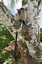 Lumholtz's Tree-Kangaroo, (Dendrolagus lumholtzi) resting in Queensland Silver Ash (Flindersia bourjotiana), Atherton Tableland, Queensland, Australia