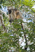 Lumholtz's Tree-Kangaroo, (Dendrolagus lumholtzi) climbing in Queensland Silver Ash (Flindersia bourjotiana), Atherton Tableland, Queensland, Australia