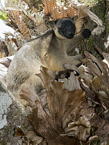 Lumholtz's Tree-Kangaroo, (Dendrolagus lumholtzi) male feeding, Atherton Tableland, Queensland, Australia