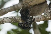 Lumholtz's Tree-Kangaroo, (Dendrolagus lumholtzi) claws gripping branch of Queensland Silver Ash (Flindersia bourjatiana), Atherton Tableland, Queensland, Australia