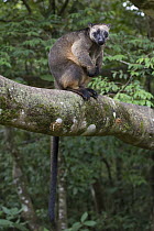 Lumholtz's Tree-Kangaroo, (Dendrolagus lumholtzi) male, Atherton Tableland, Queensland, Australia