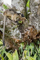 Lumholtz's Tree-Kangaroo, (Dendrolagus lumholtzi), male resting in Queensland Silver Ash (Flindersia bourjatiana), Atherton Tableland, Queensland, Australia,