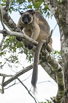 Lumholtz's Tree-Kangaroo, (Dendrolagus lumholtzi) male in Queensland Silver Ash (Flindersia bourjatiana), Atherton Tableland, Queensland, Australia