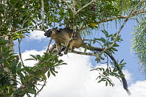 Lumholtz's Tree-Kangaroo, (Dendrolagus lumholtzi) male using tail as counterbalance, in Queensland Silver Ash (Flindersia bourjatiana), Atherton Tableland, Queensland, Australia
