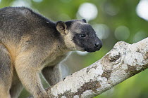 Lumholtz's Tree-Kangaroo, (Dendrolagus lumholtzi) male in Queensland Silver Ash (Flindersia bourjatiana), Atherton Tableland, Queensland, Australia