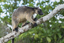 Lumholtz's Tree-Kangaroo, (Dendrolagus lumholtzi) walking on Queensland Silver Ash (Flindersia bourjatiana) branch, Atherton Tableland, Queensland, Australia