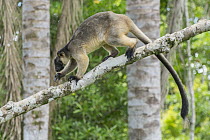 Lumholtz's Tree-Kangaroo, (Dendrolagus lumholtzi) walking along branch in Queensland Silver Ash (Flindersia bourjatiana), Atherton Tableland, Queensland, Australia