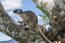 Lumholtz's Tree-Kangaroo, (Dendrolagus lumholtzi) near base of Queensland Silver Ash (Flindersia bourjotiana), Atherton Tableland, Queensland, Australia