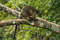 Lumholtz's Tree-Kangaroo, (Dendrolagus lumholtzi) male, Atherton Tableland, Queensland, Australia