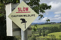 Lumholtz's Tree-Kangaroo (Dendrolagus lumholtzi) roadkill prevention sign, Atherton Tableland, Queensland, Australia