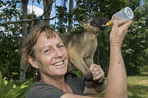 Lumholtz's Tree-Kangaroo (Dendrolagus lumholtzi) held by Dr Karen Coombes from Tree Roo Rescue and Conservation Centre, Atherton Tableland area, Queensland, Australia