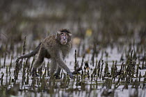Long-tailed Macaque (Macaca fascicularis) juvenile foraging in mangrove swamp, Bako National Park, Sarawak, Borneo, Malaysia