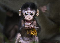 Long-tailed Macaque (Macaca fascicularis) baby playing with a leaf, Bako National Park, Sarawak, Borneo, Malaysia