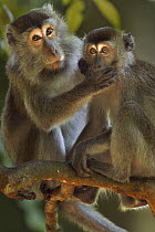 Long-tailed Macaque (Macaca fascicularis) female grooming a juvenile with hand over his mouth, Bako National Park, Sarawak, Borneo, Malaysia