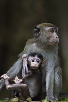 Long-tailed Macaque (Macaca fascicularis) baby sitting with an older juvenile, Bako National Park, Sarawak, Borneo, Malaysia