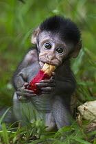 Long-tailed Macaque (Macaca fascicularis) baby feeding on fruit of Screw Pine (Pandanus odoratissimus), Bako National Park, Sarawak, Borneo, Malaysia,