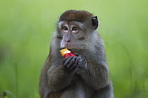 Long-tailed Macaque (Macaca fascicularis) male feeding on the fruit of a Screw Pine (Pandanus odoratissimus), Bako National Park, Sarawak, Borneo, Malaysia,