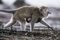 Long-tailed Macaque (Macaca fascicularis) female carrying baby on her belly, Bako National Park, Sarawak, Borneo, Malaysia