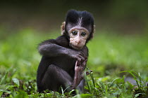 Long-tailed Macaque (Macaca fascicularis) baby playing with foot, Bako National Park, Sarawak, Borneo, Malaysia