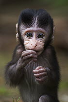 Long-tailed Macaque (Macaca fascicularis) baby, Bako National Park, Sarawak, Borneo, Malaysia