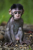 Long-tailed Macaque (Macaca fascicularis) baby, Bako National Park, Sarawak, Borneo, Malaysia